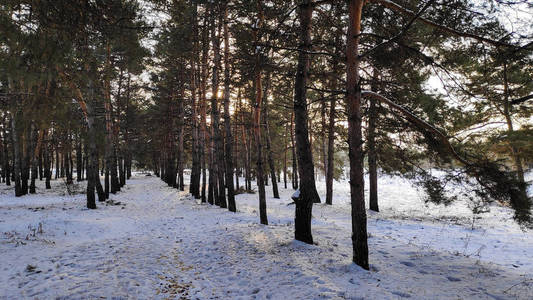 冬天森林里的雪很多，森林里的树在雪169格式