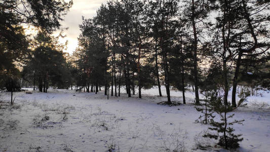 冬天森林里的雪很多，森林里的树在雪169格式