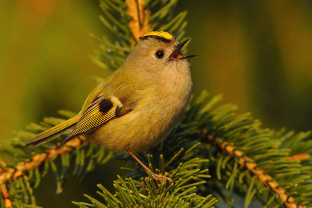 金冠鸟regulus regulus是金氏家族中一种非常小的过路鸟.