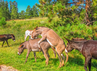 野生驴交配照片