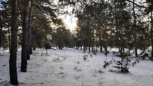 冬季森林景观，森林中有很多雪，雪中有树木，169格式