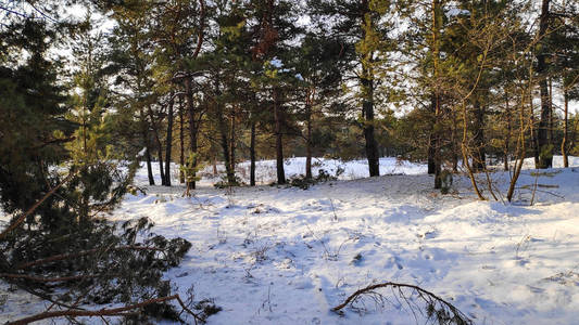 冬季森林景观，森林中有很多雪，雪中有树木，169格式