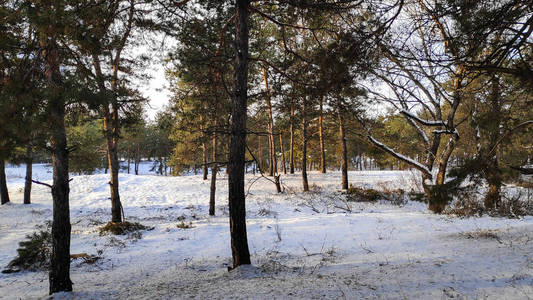 冬季森林景观，森林中有很多雪，雪中有树木，169格式