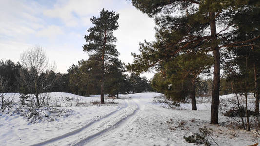 冬天森林里的雪很多，森林里的树在雪169格式