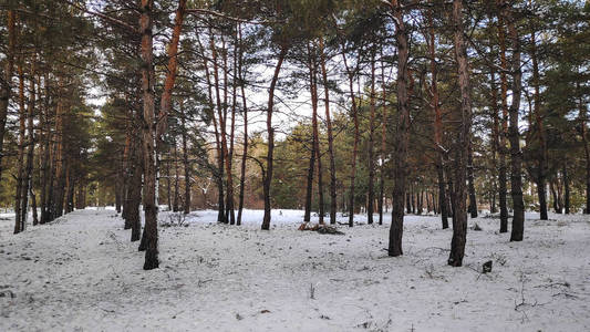 冬天森林里的雪很多，森林里的树在雪169格式