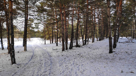 冬天森林里的雪很多，森林里的树在雪169格式