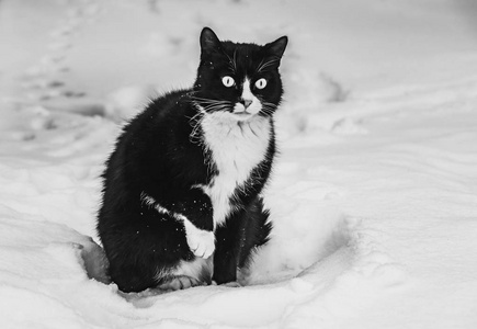 一张黑白相间的照片是一只美丽的黑白冷冻猫，大眼睛明亮，在一个冬天的花园里白色的雪背景上。