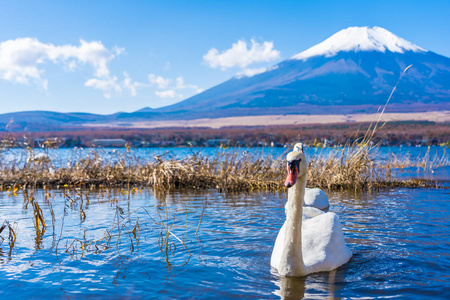 美丽的风景富士山与白天鹅围绕日本山子湖