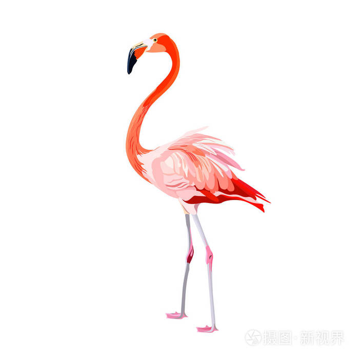 粉红色火烈鸟矢量插图隔离在白色背景上.