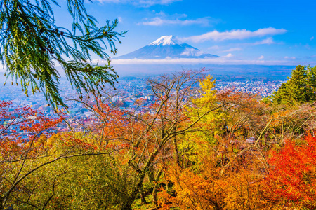 日本大林秋季枫叶树四周美丽的富士山景观，白云蓝天