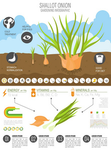 洋葱有益的特征图形模板。 园艺农业信息图，它是如何生长的。 平面风格设计。 矢量插图