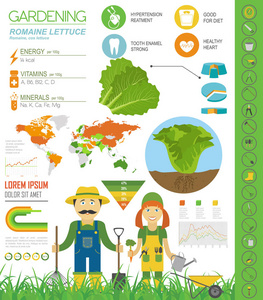 罗米生菜有益的特点图形模板。 园艺农业信息图，它是如何生长的。 平面风格设计。 矢量插图