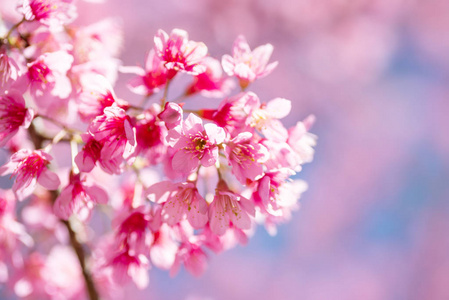 粉红色樱花春季美丽的花朵