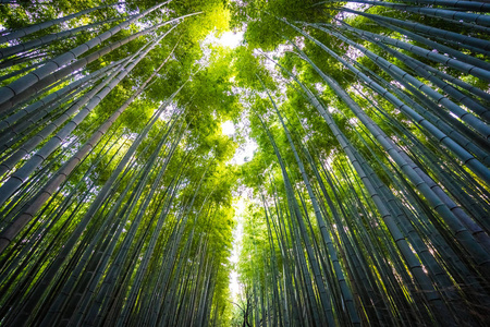 日本京都山森林竹林的美丽景观图片