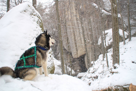 成年哈士奇在冬天的森林里旅行。 狗游戏雪和冬天。