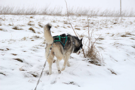 成年哈士奇在冬天的森林里旅行。 狗游戏雪和冬天。