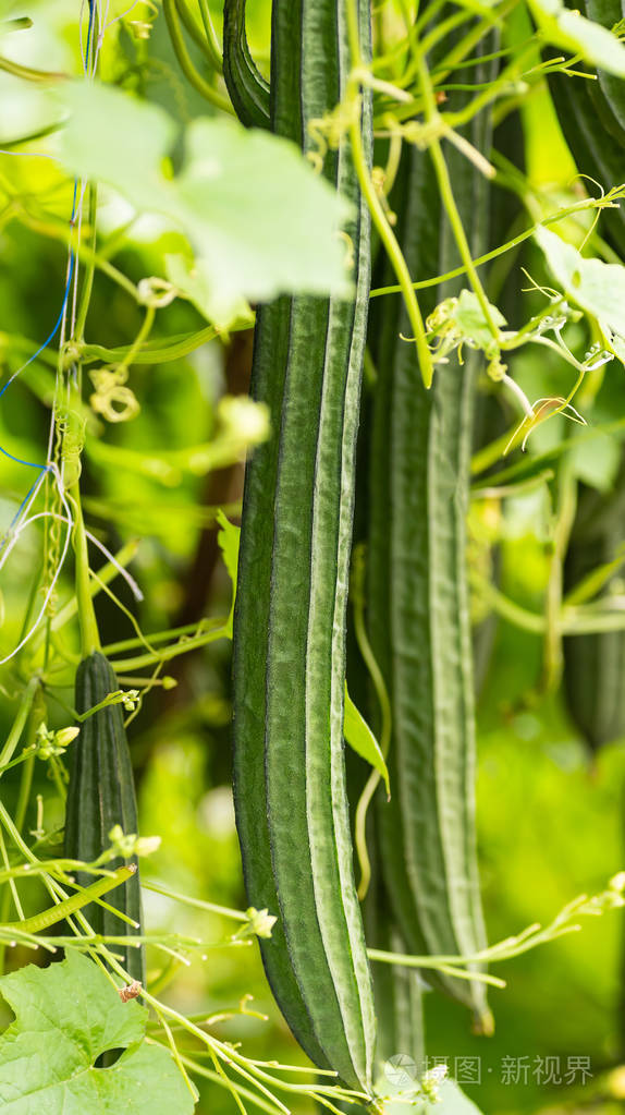 有机菜园种植的丝瓜或角瓜植物准备收割