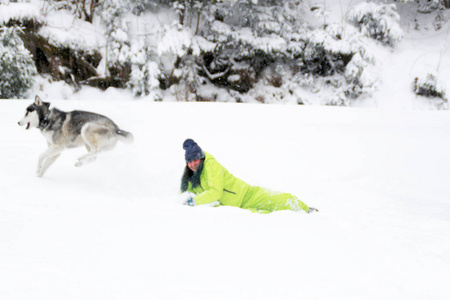 哈斯基在树林里和一个女孩玩。 狗在雪地里跑。 在雪地里淹死在树林里。 哈士奇旅行。 雪和冬天。 和女人玩狗游戏