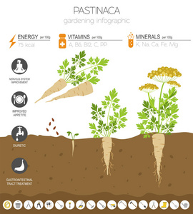 糊状有益的特征图形模板。 园艺农业信息图，它是如何生长的。 平面风格设计。 矢量插图