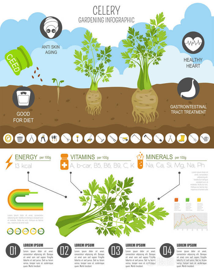 芹菜有益的特征图形模板园艺农业信息图它是如何生长的平面风格设计