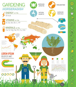 辣根有益的特征图形模板。 园艺农业信息图，它是如何生长的。 平面风格设计。 矢量插图