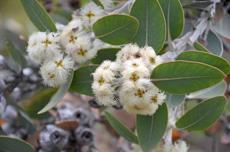 澳大利亚原产桉树的白花，原为四方桉树。 共同的名字是奥拉克科植物，在西澳大利亚西南省特有。 也被称为银马洛克白色马洛克或蓝色马尔