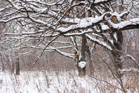 在阴天的冬天，满是雪的树