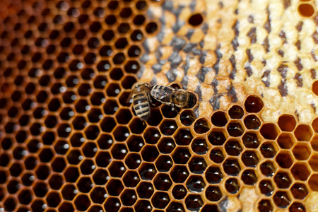 天然颜色接近蜂窝在木制蜂窝与蜜蜂在上面。 养蜂概念。