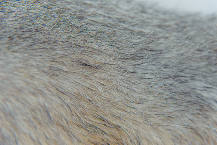 s fur. Light brown Husky fur.  The withers of the dog.