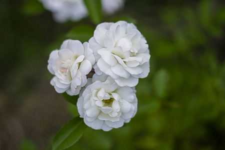 三朵白玫瑰花