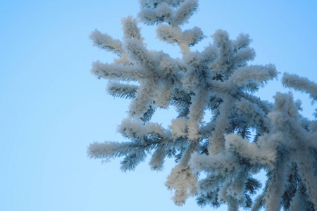 雪中杉树枝在天空背景上的宏观