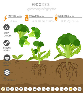 西兰花白菜有益的特点图形模板。 园艺农业信息图，它是如何生长的。 平面风格设计。 矢量插图