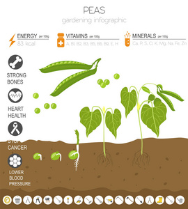 豌豆有益的特征图形模板。 园艺农业信息图，它是如何生长的。 平面风格设计。 矢量插图