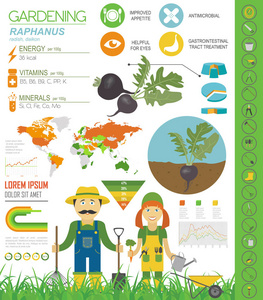 拉斐尔纳斯有益的特征图形模板。 园艺农业信息图，它是如何生长的。 平面风格设计。 矢量插图