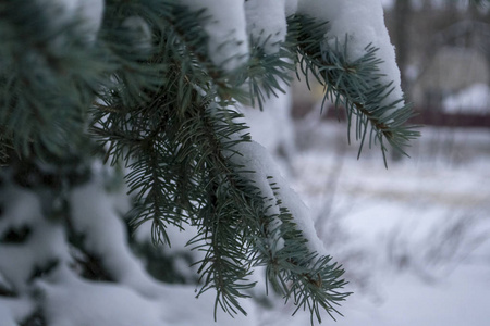 雪下蓝云杉的枝条