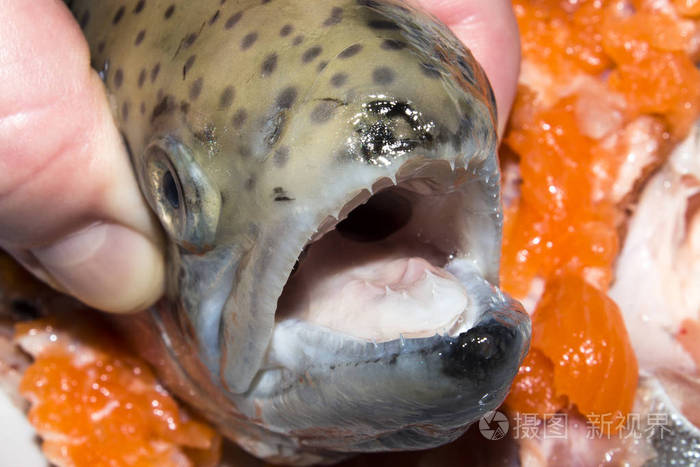 鳟鱼头张开嘴鳟鱼的牙齿