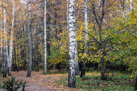 秋天的树叶子。 美丽的秋天风景。 乌曼乌克兰。 欧洲最美丽的地方。 乌克兰国家公园索非夫卡