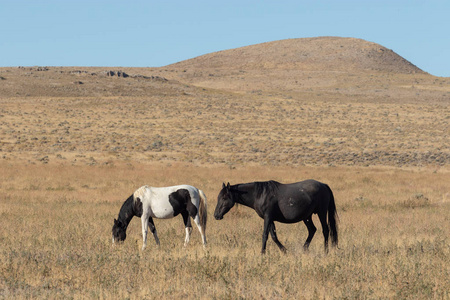 犹他州沙漠中的一匹野马和她可爱的小马驹