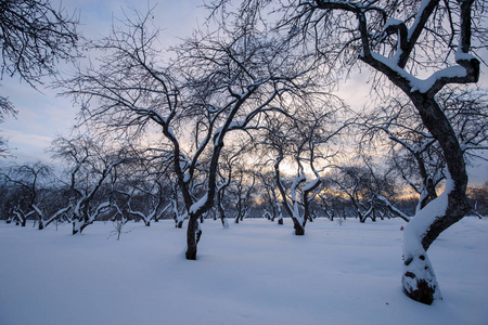 日落日的冬季景观。 黄昏时冬天森林里的雪和树。