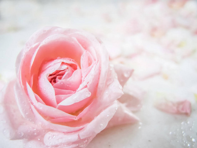 美丽的粉红色玫瑰与水滴。 可以用作背景。 柔和的焦点。 浪漫风格