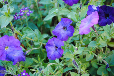 紫色矮牵牛的美丽花朵。 照片适用于有关花草的故事。