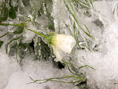 花园里的冬天。 初霜冻白玫瑰和水滴