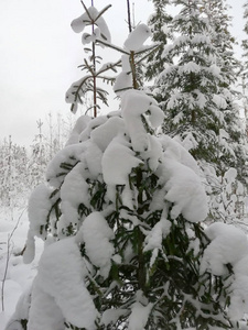 莫斯科冬季雪林