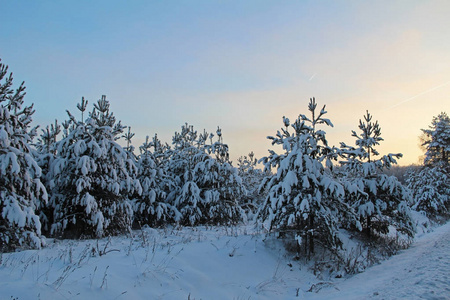 美丽的冬季景观。日出时冬天森林里的雪中的树。俄罗斯。