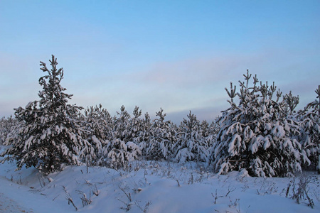 美丽的冬季景观。日出时冬天森林里的雪中的树。俄罗斯。