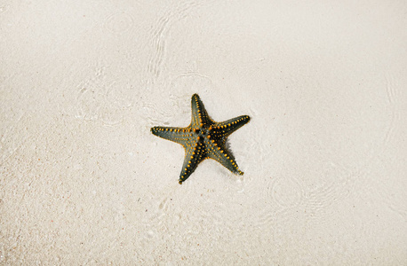 海滩上的海星贝壳