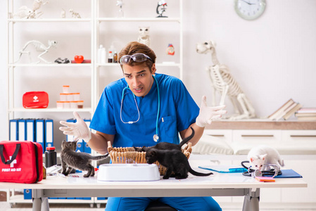 动物医院检查小猫的兽医医生