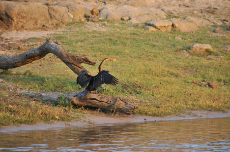 哥利亚赫隆在博茨瓦纳的乔贝保护区