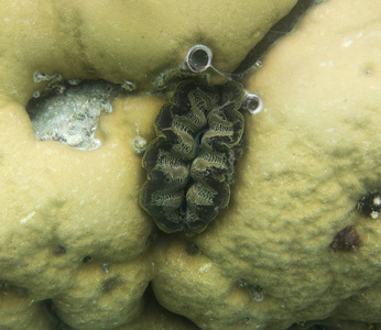 苏拉威西托吉安群岛海中的巨蚌图片