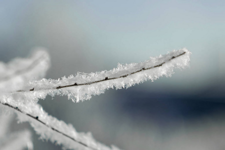 大天背景下雪中的树枝图片